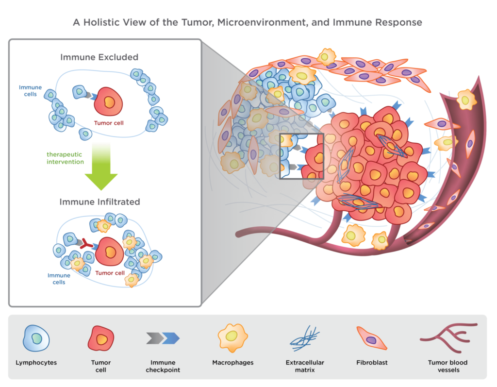 immune repertoire capture standfod